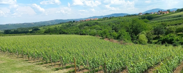 Vinski regioni Srbije